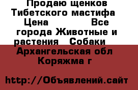 Продаю щенков Тибетского мастифа › Цена ­ 45 000 - Все города Животные и растения » Собаки   . Архангельская обл.,Коряжма г.